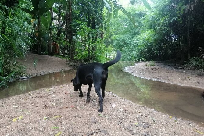 Chiang Mai Wonderful Day Trip-A Small Group Tour - Health and Safety Considerations