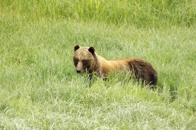 Chichagof Island Tour: Brown Bear Search - Meeting and Pickup Details