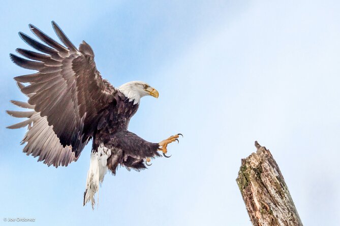 Chilkat Bald Eagle Preserve Rafting - Skagway Departure - Additional Information and Booking