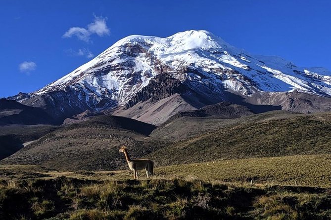 Chimborazo Tour From Quito: Hiking and Ascent to Condor Cocha All Included - Paramo Flora and Fauna