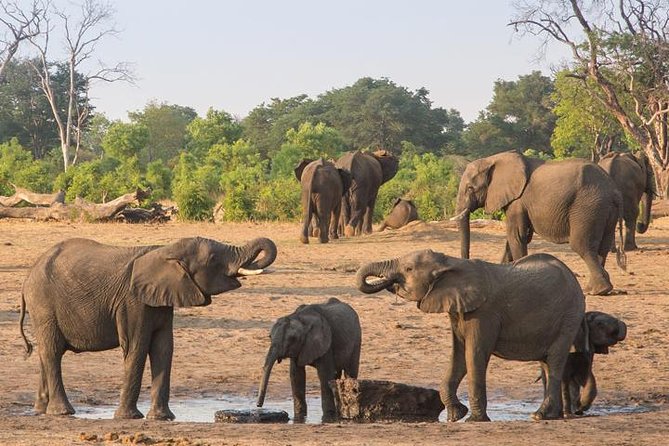 Chobe National Park Full Day Safari (Botswana) - Dining Options During Safari