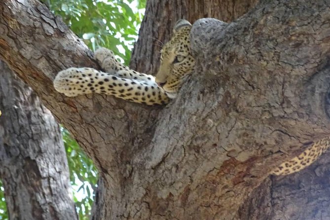 Chobe Safari Experience Day Trip - Afternoon River Safari Highlights