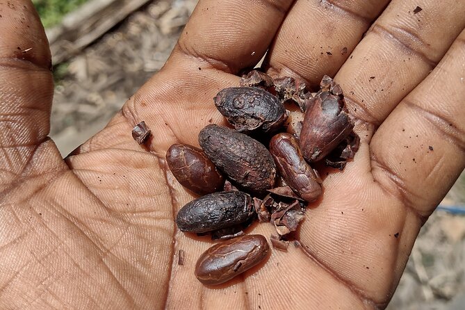 Chocolate Native Indigenous Tour and Waterfall Adventure - Expectations and Restrictions