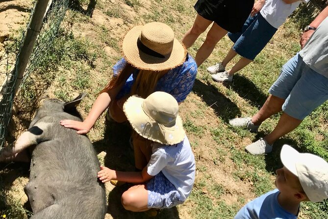 Cinta Senese Farmhouse Tour With Light Lunch in Montepulciano - Engaging Pig Interactions