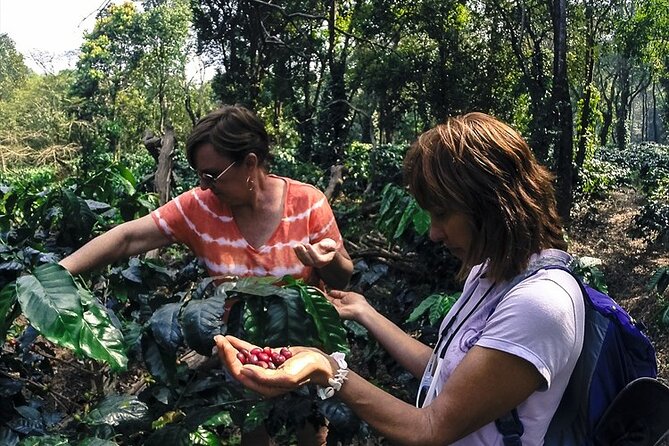 Classic Coorg Coffee Plantation Experience - Visitor Experiences and Feedback