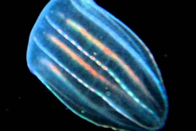 Cocoa Beach Night Time Bioluminescence Kayak Tour - Tips for a Successful Tour
