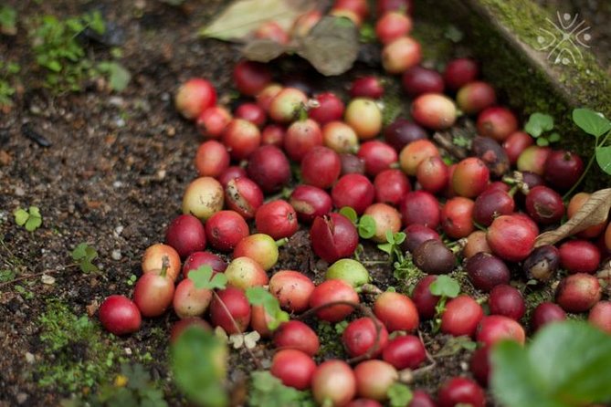 Coffee Paradise at El Paraiso - Experience From Bogota - Cancellation and Payment Flexibility