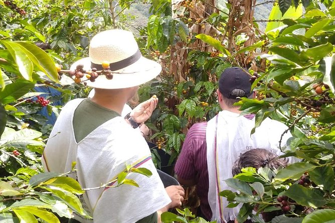 Coffee Tour, a Coffee Between Mountains - Medellín - Meeting and Pickup