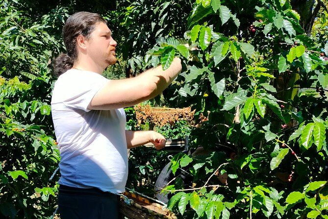 Coffee Tour in Lake Atitlán - Operating Hours