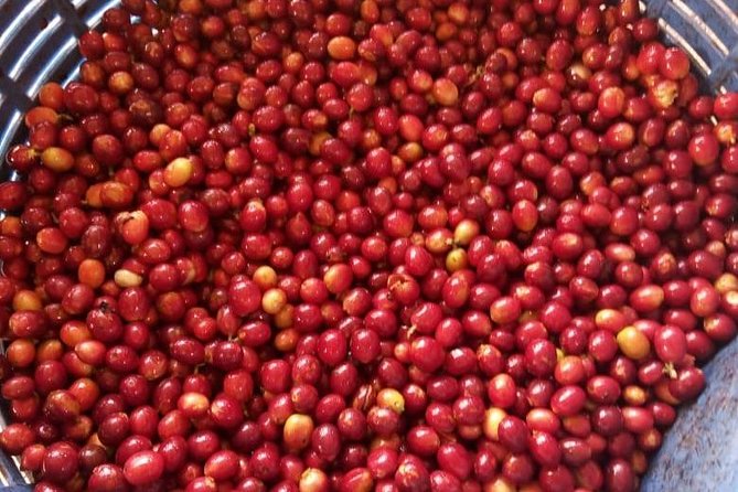 Coffee Tour Los Sauces - Learning About Coffee Processing