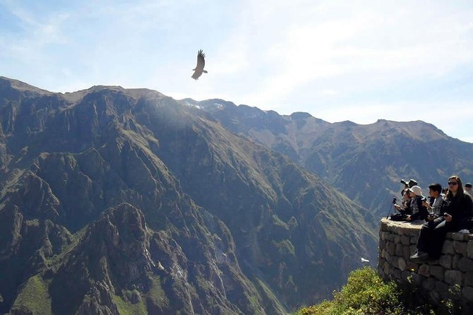 Colca Full Day - Spotting Wild Condors