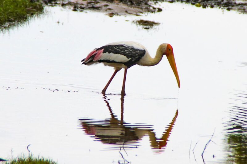Colombo: 8-Day Private Cultural Triangle & Wildlife Trip - Included Features