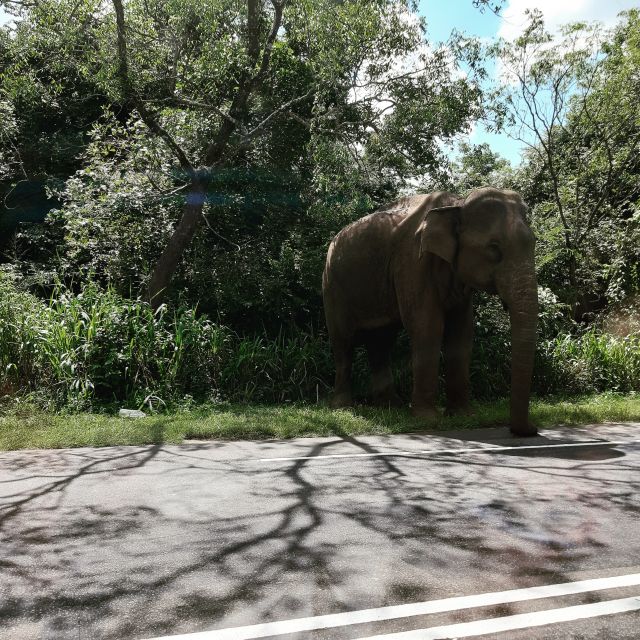 Colombo: Nature, Wildlife & History 4-Day Guided Tour - Itinerary Day 1