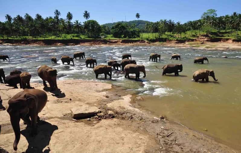 Colombo to Kandy Transfer With Pinnawala Elephant Orphanage - Included in the Tour