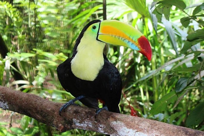 Combo Tour Cave Tubing and Xunantunich Mayan Site - Fun Day in Belize - Reviews and Ratings