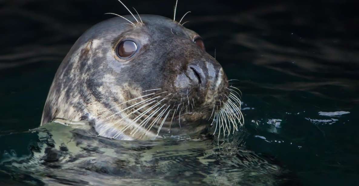 Cornwall: Guided Seal Safari by Boat - Itinerary and Experiences