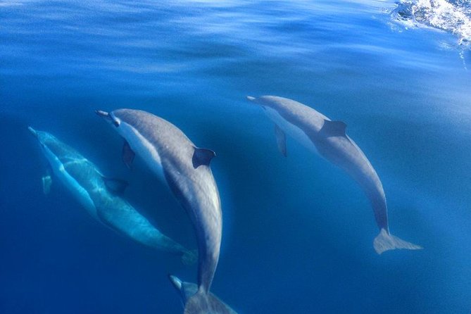 Coronado Islands 12 Hour Fishing Trip for up to 4 People - Food and Drinks