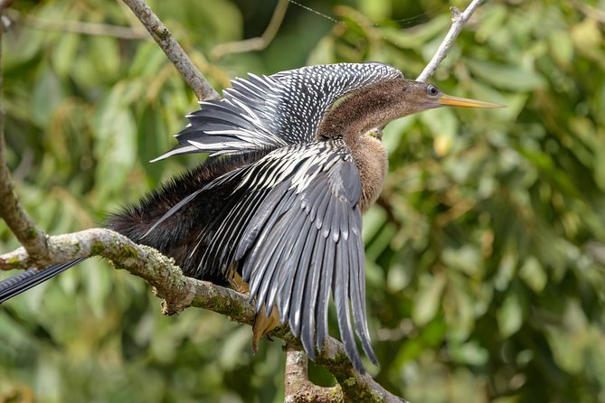 Costa Rican Wildlife: Palo Verde National Park Private Tour - Diverse Wildlife Viewing Opportunities