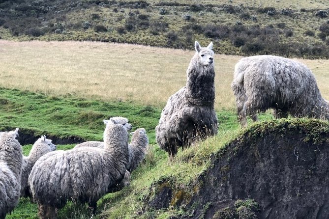 Cotopaxi Hike & Horse - Cotopaxi National Park Hike
