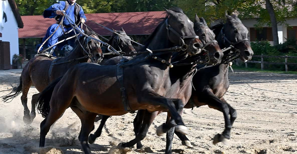 Countryside Ranch, Horse Show & Lunch - Highlights of the Experience