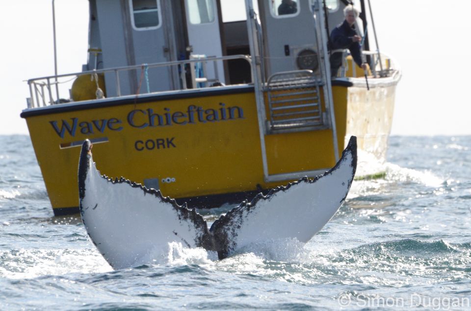 County Cork: Whale & Dolphin Watching Boat Trip - What to Expect Onboard