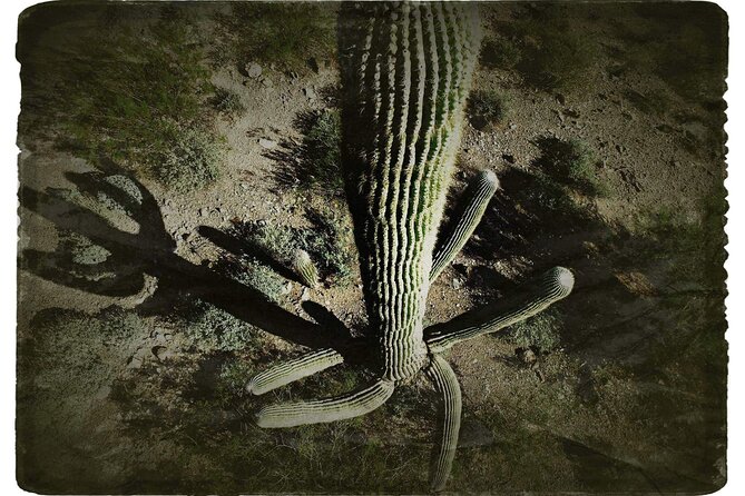 Creative Soul Scavenger Hunt(Sabino Canyon&Catalina Park,Tucson) - Accessibility Information