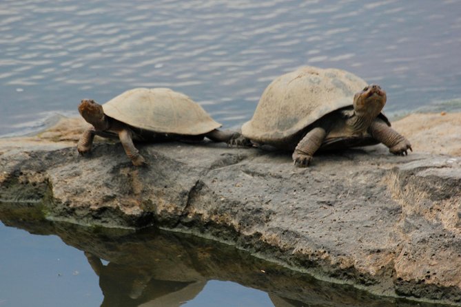 Cruise on Blyde Dam & Moholoholo Rehab Centre Day Tour From Hazyview - Exploring the Scenic Hazyview