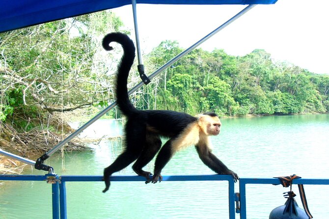 Cruise Shore Excursion Panama: Wildlife Gatun Lake - Transfer to Gamboa