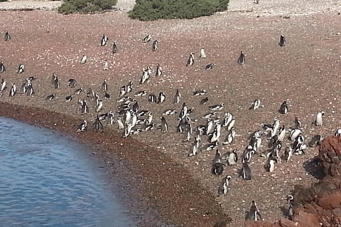 Cruise Shore Excursion Punta Tombo Tour - Puerto Madryn - Patagonia - Argentina - Punta Tombo Natural Area