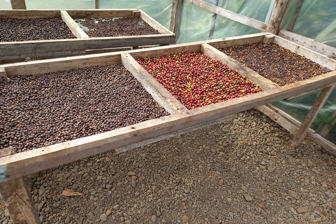 Cultural: Coffee & Chocolate Tour+Animal Sanctuary+Waterfall Swim - Chocolate Making Process