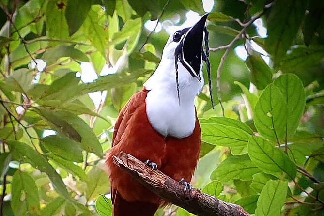 Curicancha Reserve Birdwatching Tour - Navigating the Reserve