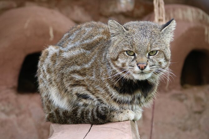 Cusco Sanctuary for Rescued Animals: Cochahuasi - Visitor Feedback and Experiences