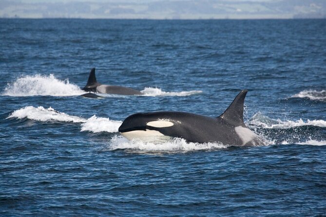 Customizable Private Tour in Ketchikan With Pick up - Positive Traveler Feedback