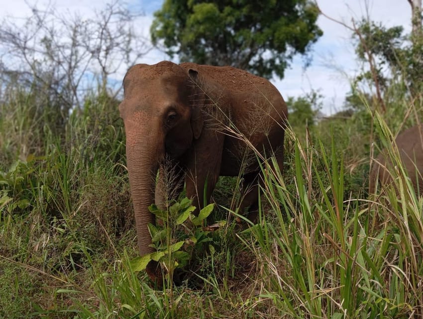 Dambulla/Sigiriya: Minneriya Jeep Safari With Village Tour - Wildlife Highlights