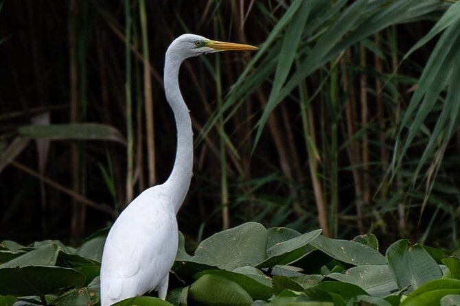 Danube Delta - Private Tour - Biosphere National Park - Danube Delta Facts