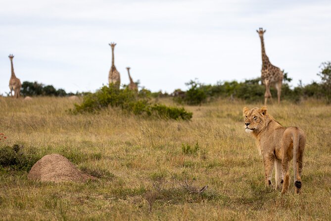 Day Safari at Pumba Private Game Reserve - Wildlife Encounter Highlights