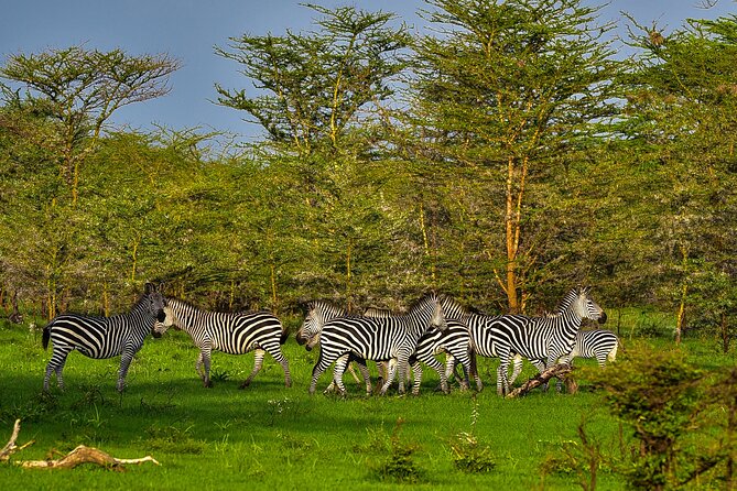 Day Safari Tour to Selous Game Reserve From Zanzibar - Inclusions and Logistics