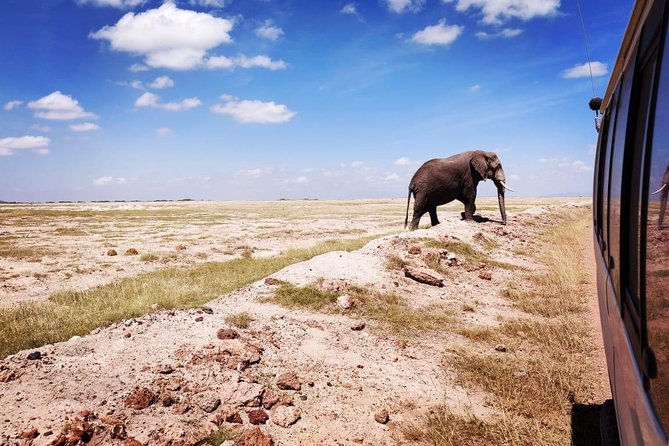 Day Tour to Amboseli National Park - Customer Reviews and Experiences