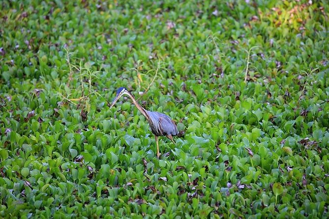 Day Tour to Anawilundawa Wetland Sanctuary - Itinerary Highlights