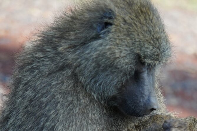 Day Tour To Lake Nakuru Park With Optional Boat Ride on Lake Naivasha - Exploring Lake Nakuru