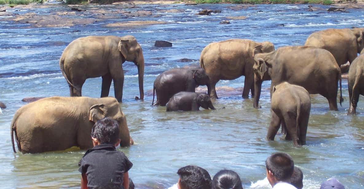 Day Tour to Pinnawala Elephant Orphanage With Indika - Inclusions and Exclusions