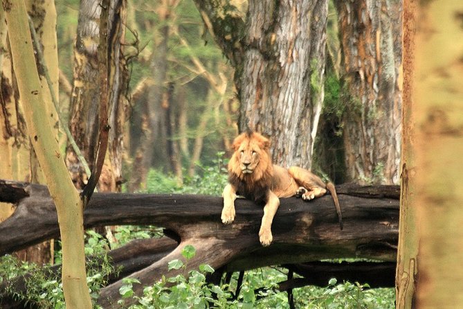 Day Trip - Lake Nakuru National Park Tour From Nairobi - Meeting and Pickup