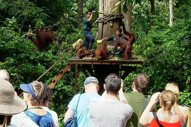 Day Trip Sepilok Orang-utan And City Tour - Inclusions and Amenities
