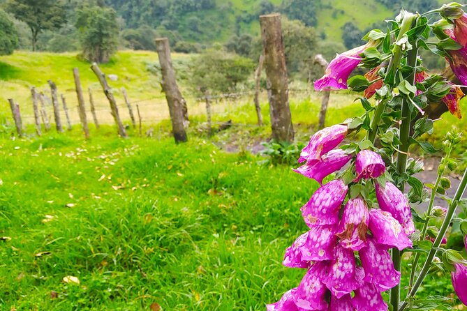 Day Trip to La Chorrera Park—Hiking Experience to Highest Waterfall in Colombia - Participant Requirements