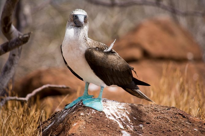 Day Trip to North Seymour Island From Puerto Ayora - Wildlife Highlights