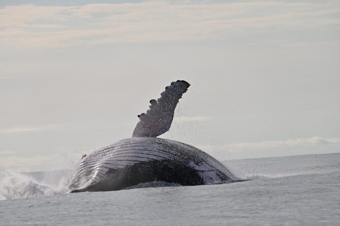Day Trip – Whale Watching From Cali #Ecoliving - Dining and Inclusions