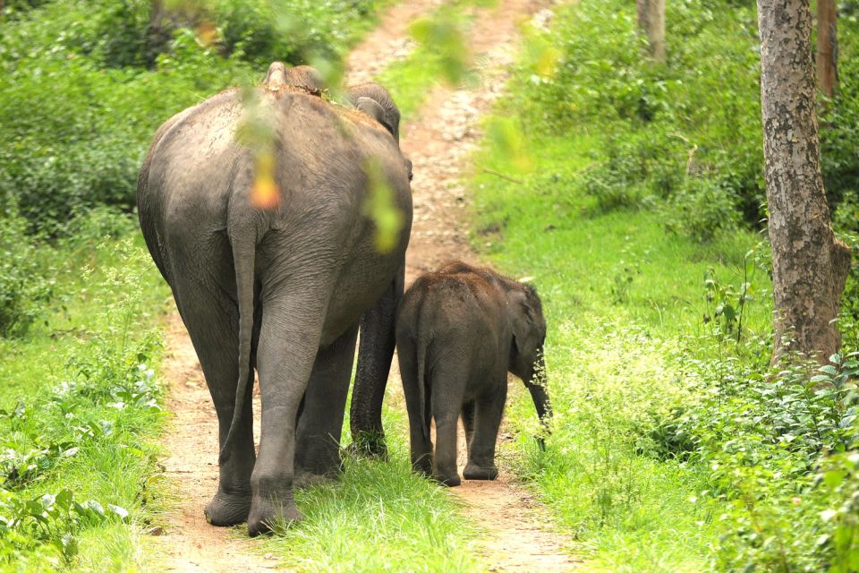 Day With Elephants at Udawalawe National Park & Transit Camp - Itinerary Highlights