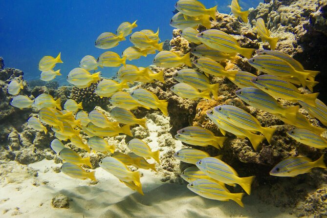 Deluxe Snorkel and Wildlife Cruise in Waikiki - Health and Safety Considerations