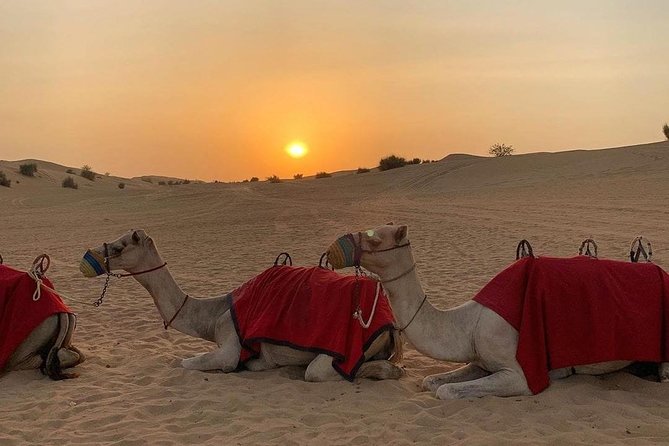 Desert Safari Red Dunes With Camel Ride, Sandboard, BBQ and Shows - Pickup and Booking