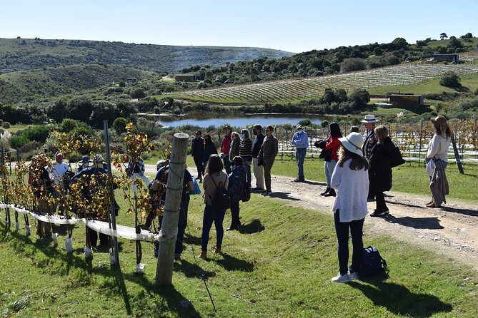 Discover a Hidden Vineyard off the Beaten Track! - Panoramic Vistas
